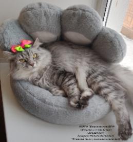 Без кота ...