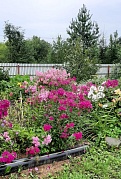  «Огородные заботы»      